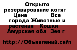 Открыто резервирование котят › Цена ­ 15 000 - Все города Животные и растения » Кошки   . Амурская обл.,Зея г.